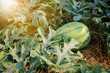 watermelon in the garden with lighting flare