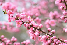 Beautiful Light Pink Peach Blossoms During Spring In Japan