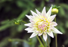 White Pink Dahlia  Flower's Blossom