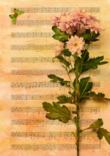 Retro сollage: Pink Chrysanthemum Photo With Sheet Music And Butterfly