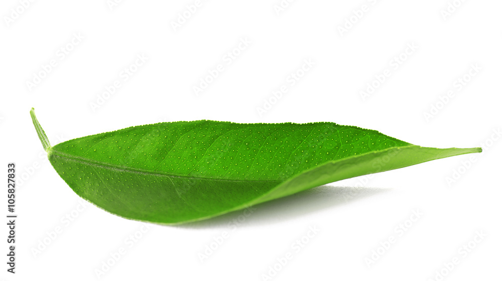 Ficus leaf, isolated on white