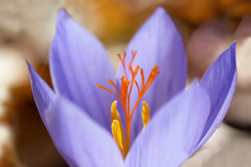 Wall Mural - Crocus ligusticus