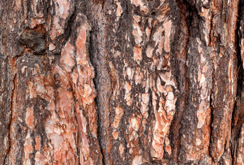 Brown bark texture or pattern