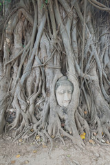 Head of Buddha statue in the tree roots at Wat Mahathat temple, Ayutthaya, Thailand