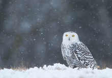 Snowy Owl Sitting On The Plain, With Snowflakes In The Background, Czech Republic, Europe