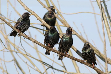 flock of starling on branch, sturnus vulgaris