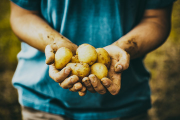 Canvas Print - Farmer with potatoes