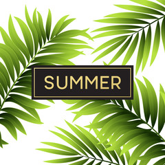 Wall Mural - Tropical palm leaves design for text card. Vector illustration