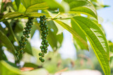 Black pepper in the garden: the plant's branch with green berries and leaves - Kumily, Kerala, India.