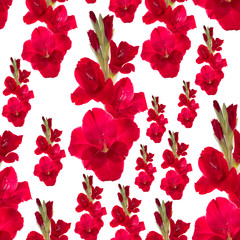 Canvas Print - seamless pattern red gladiolus