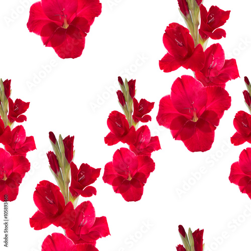 seamless pattern red gladiolus