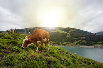 Cow at farmland during the spring