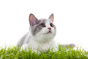 Sticker - young cat in the grass.  Small gray kitten