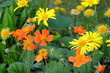 © Jonas Brodd - Sommarblommor