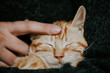 © Mario Calvo Bartolome/ADDICTIVE STOCK - Hands caressing a cute cat