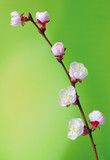 brunch cherry blossoms