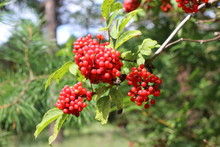 Ripe Red Elderberry (Sambucus Racemosa) Berries In The Summer Forest
