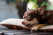 Sleepy cute short hair chihuahua lay on mattress.