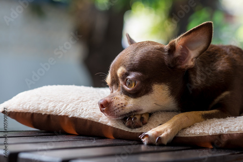 Fotomural Sleepy cute short hair chihuahua lay on mattress.