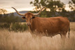 Longhorn cow in the paddock during the afternoon in Queensland