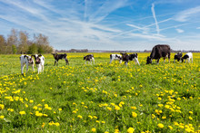 Mother Cow With Newborn Calves In Meadow With Yellow Dandelions