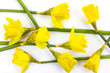 Composition of yellow daffodil flowers