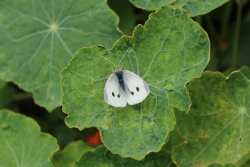 Mariposa de la col, Pieris brassicae