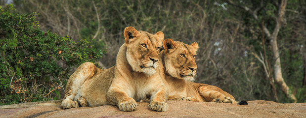 two lions on the rocks