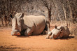 White rhino laying down with a baby Rhino