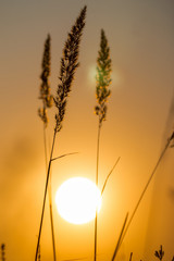 Wall Mural - Grass landscape in the wonderful sunset light