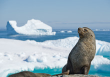 Antarctic Fur Seal Resting On The Stone, With Blue Sky And Icebergs In Background, Antarctic Peninsula