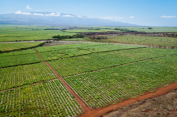  Maui sugar cane