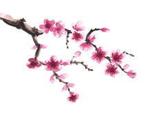 Hand-drawn Branch Of Sakura