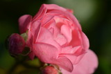 Roze roos closeup