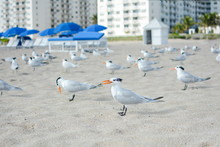 Flock Of Seagulls On The Beach
