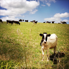 Canvas Print - Dairy cows