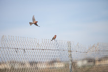Male House Finch Bird With A Red Head Sits On A Fence Ready To Fly Off At A Marsh In Southern California In The United States