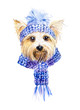 Yorkshire terrier. Dog in a knitted cap and a scarf. Watercolor hand drawn illustration