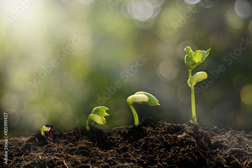 Young plant growing in the morning light and green bokeh backgro Poster Mural XXL