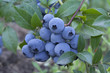 group fresh mellow blueberries on the green Bush.