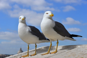 Two urban sea gull in Rome on Vittoriano monument parapet