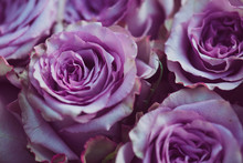 Purple Rose Flower Bouquet Vintage Background, Close Up Of Wedding Bouquet