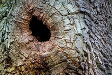 Hollow Of A Tree Trunk