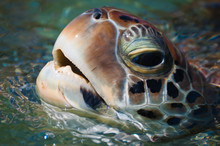 Sea Turtle's Head Above The Water