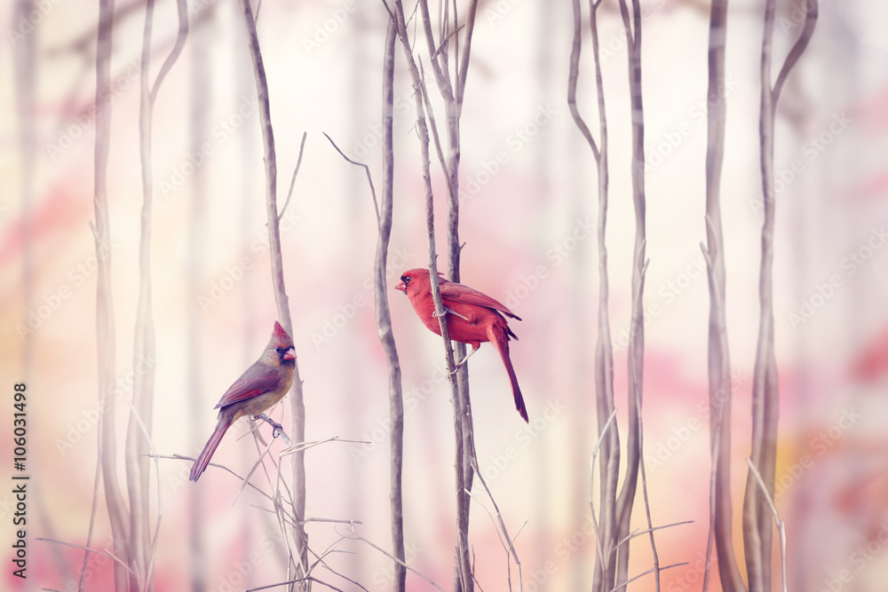  Northern Cardinal Birds - obrazy, fototapety, plakaty 