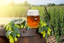 Glass Of Beer With Hop Cones In The Hop Field