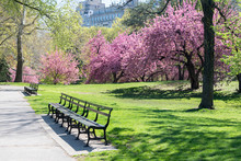 Spring Landscape In The Central Park, New York, USA