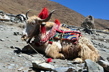 Tibet - Yak