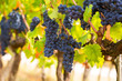 Closeup of bunch of red grape in the vinyard
