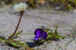 © Rolf - Stenblommor